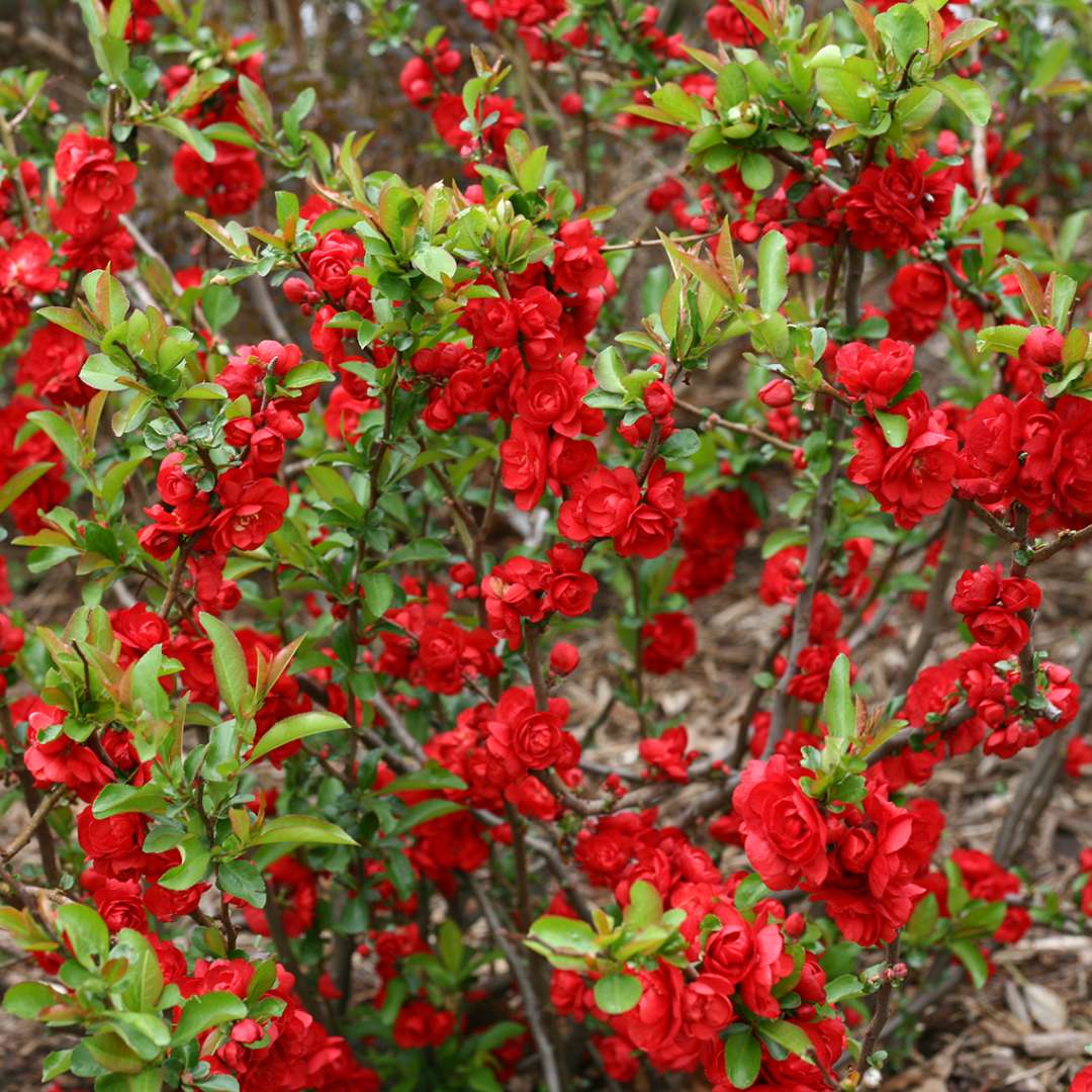 Branches of Double Take Scarlet Chaenomeles filled with vibrant red blooms